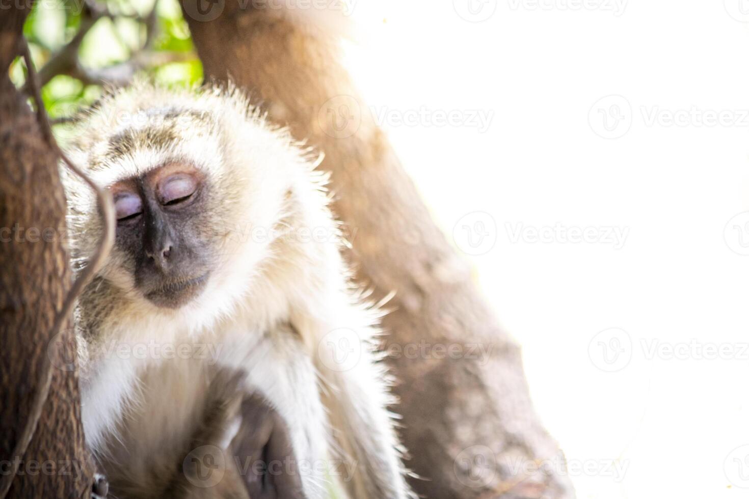 Shy and sad black faced vervet monkey looking away from camera, showing emotions with closed eyes photo