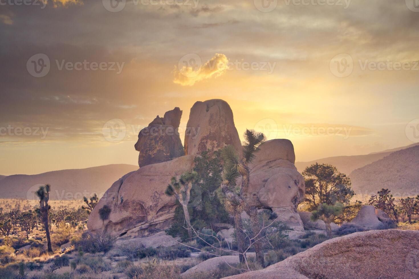 Rock formation and Yucca trees at Joshua Tree National Park in California, USA during sunset. photo