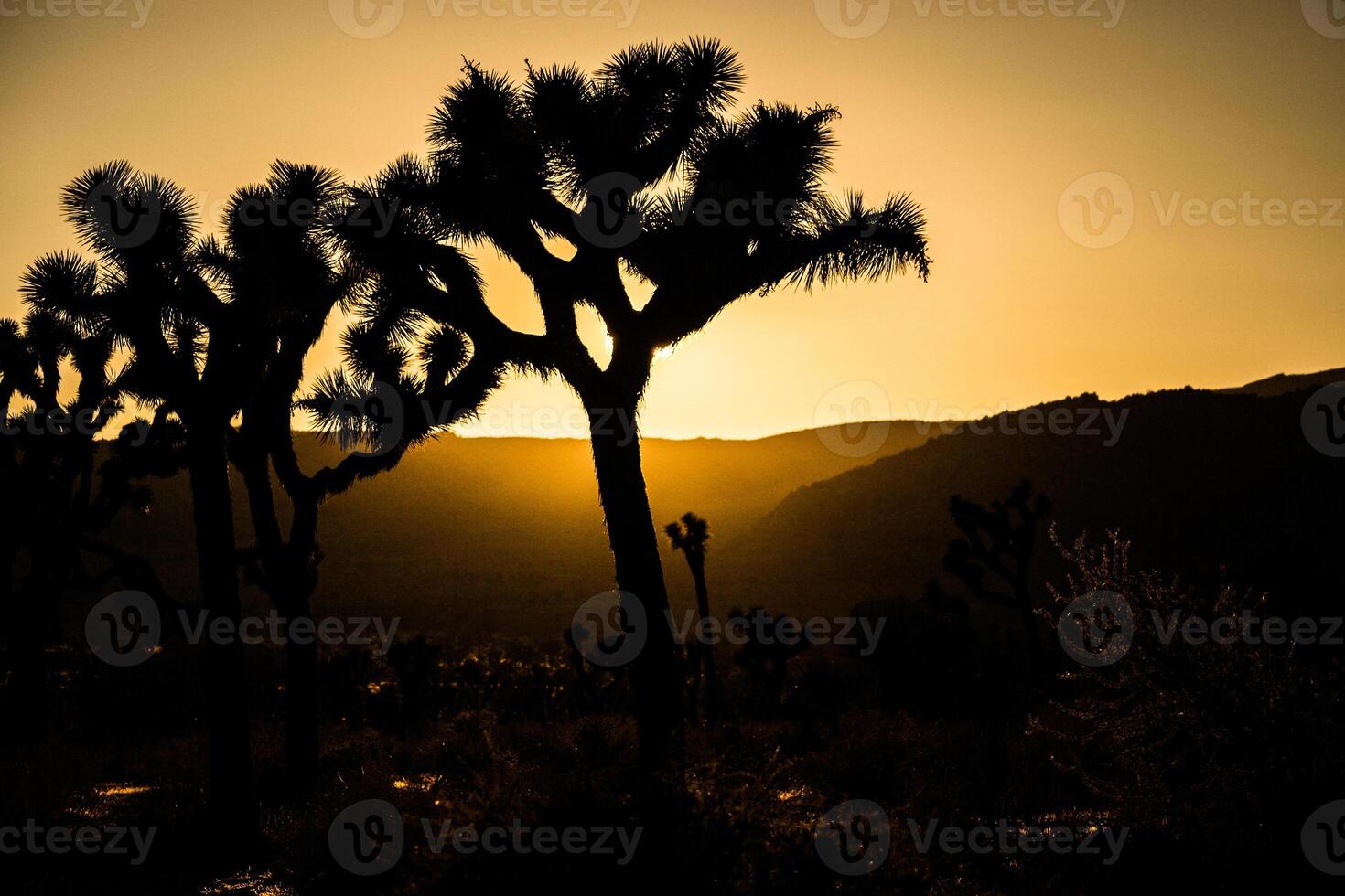 Trees in silhouette during orange sunset, at Joshua Tree National Park, California, USA. photo