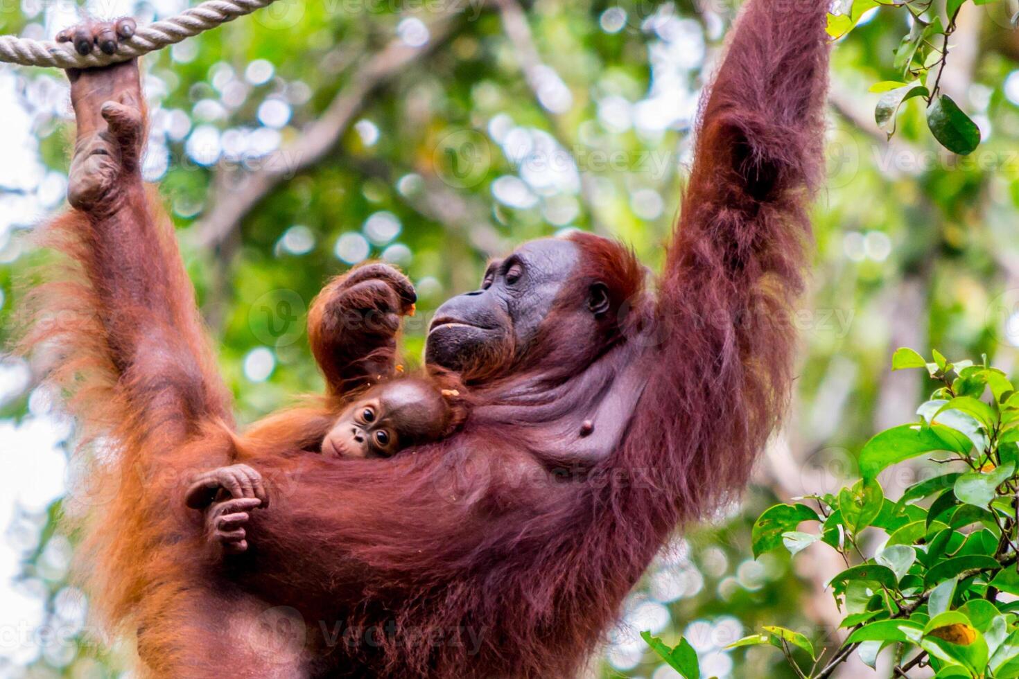 Orangutan hanging in a tree in the jungle of Borneo, holding a baby photo