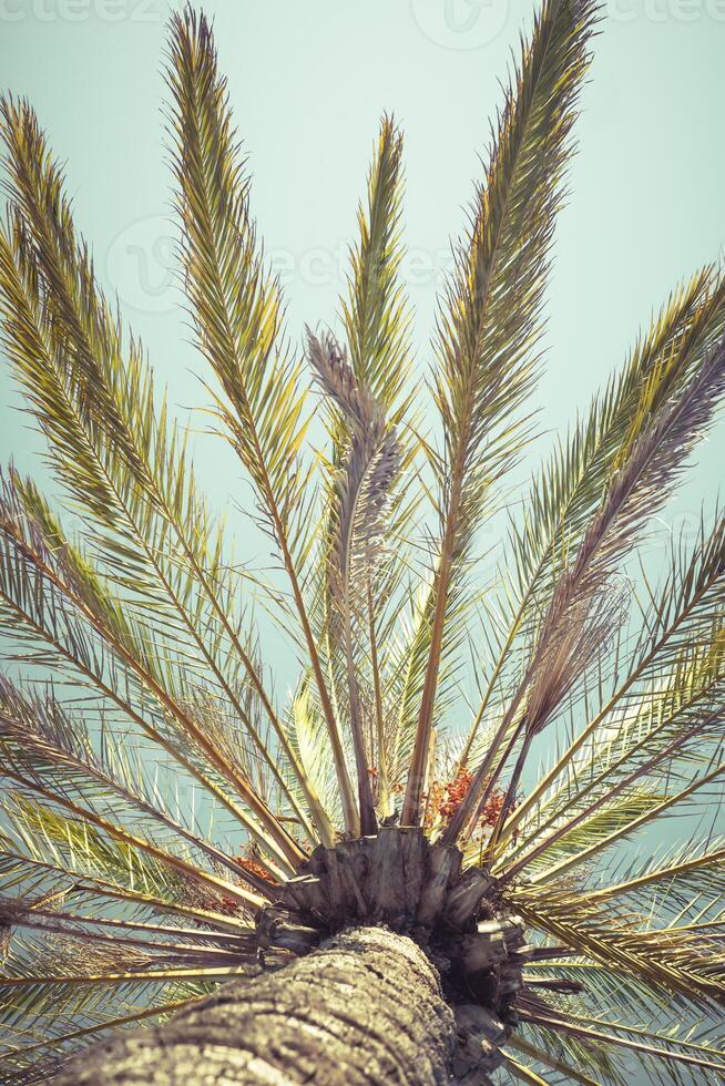 Vertical low angle view of a palm tree photo