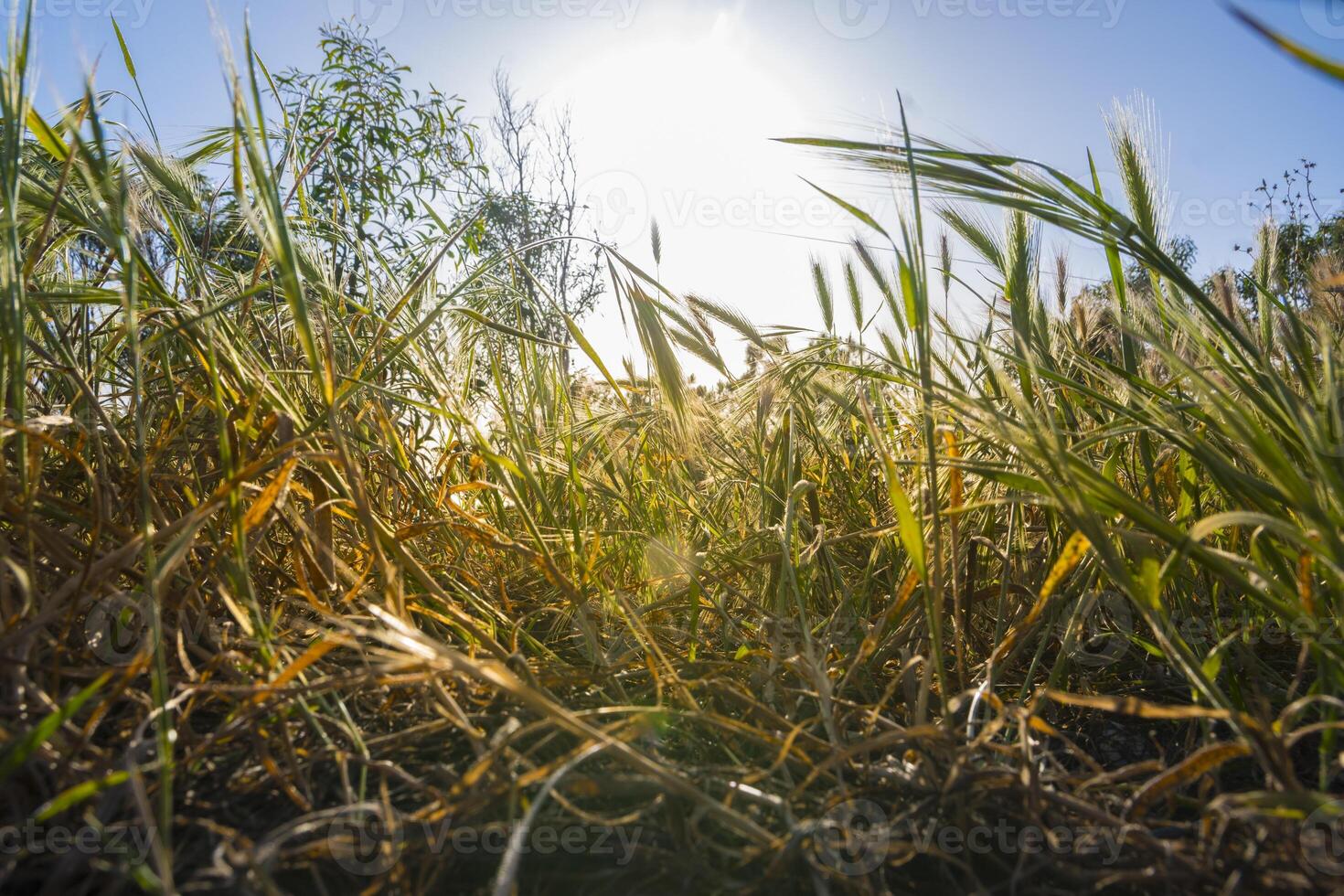 low-angle view of a field with tall grass or crops photo