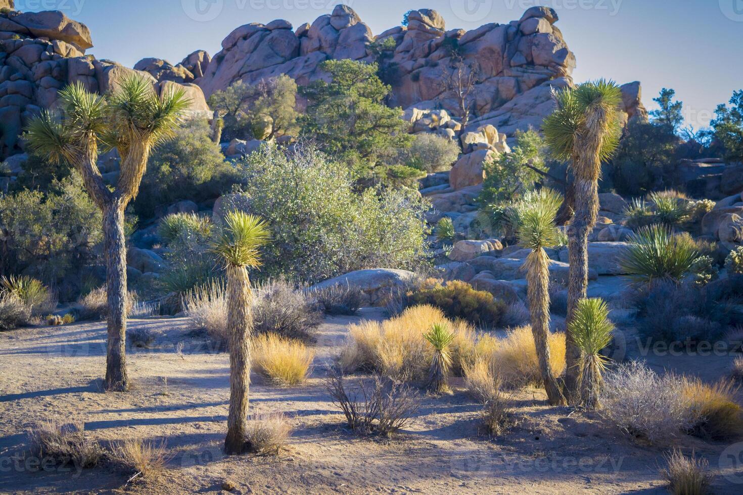 Joshua trees Yucca brevifolia native to the Mojave Desert of Joshua Tree National Park in California photo