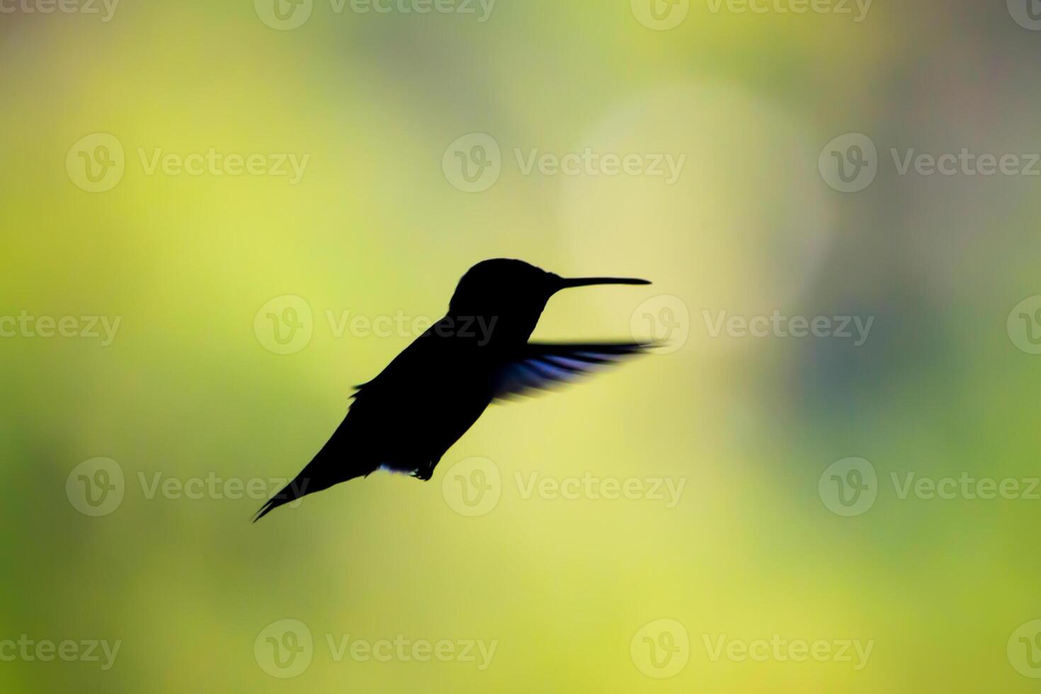 Hummingbird in flight and silhouette on a green background. copy space provided. photo