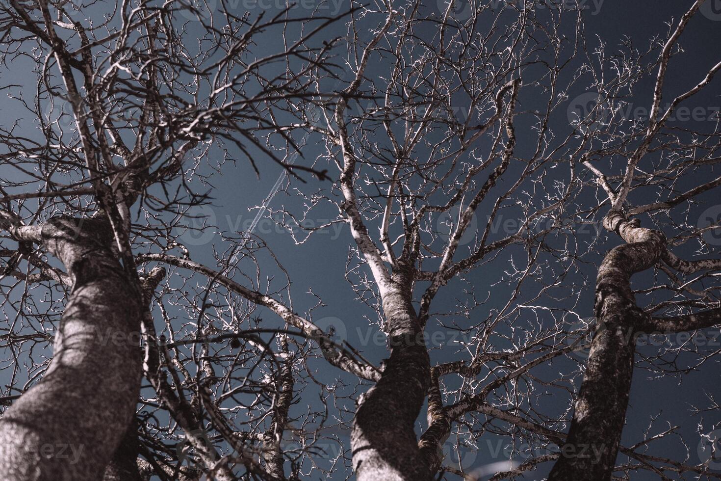 several bare trees with intricate branches reaching upwards against a clear sky photo