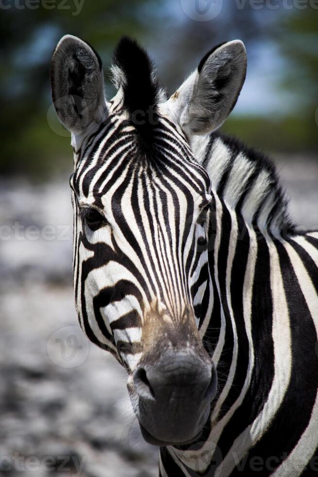 Single zebra close-up, view on head and stripes, bush in defocused background photo