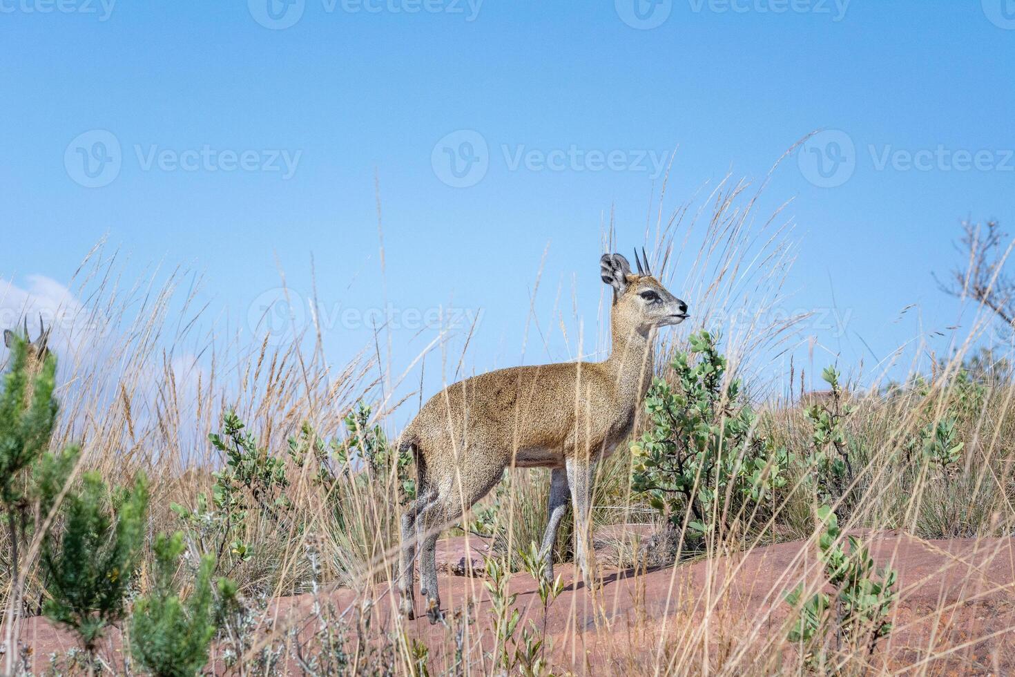 Klipspringer antelope Oreotragus oreotragus on blue sky in the background. Plenty of copy space. photo