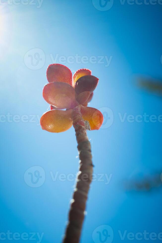 Close-up of a red succulent plant, brilliantly illuminated by sunlight from behind photo