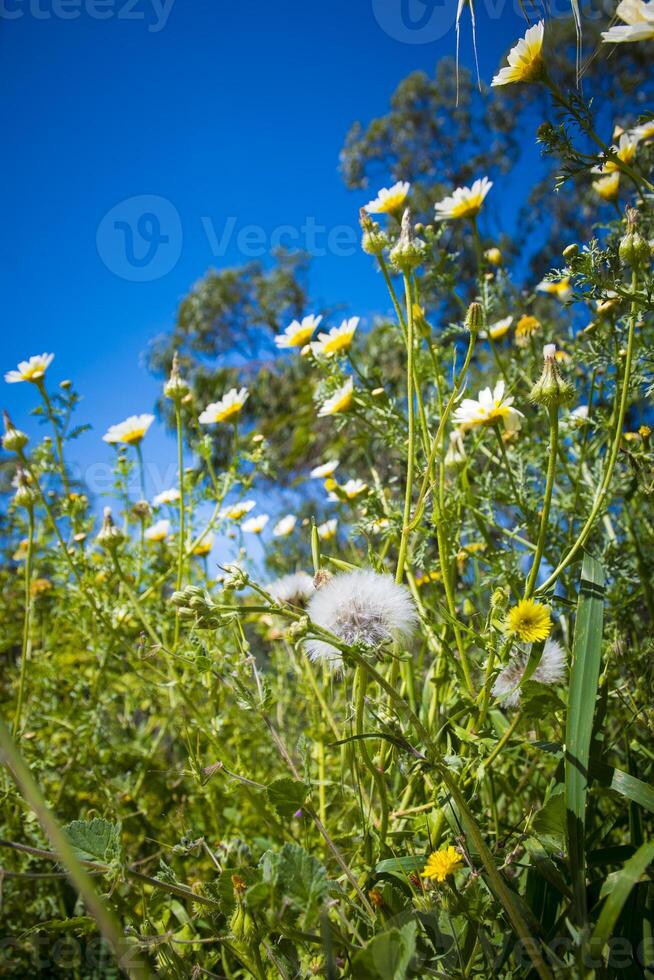 Low angle view of a flower field with dandelion seed head in the foreground. photo
