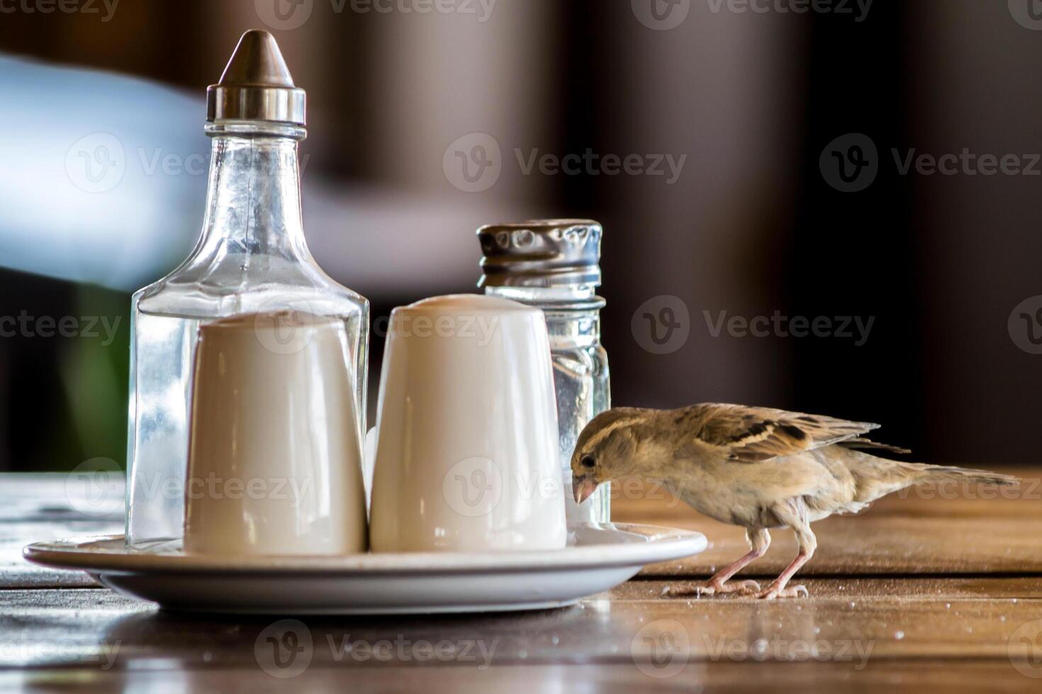 Sparrow bird on a table in a restaurant, picking food from the plate, pepper and salt photo