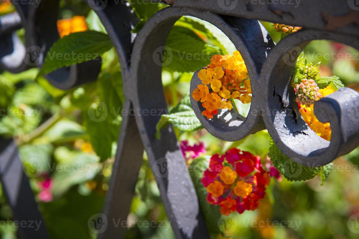 View on lantana vibrant flower known for its clustered blooms that often mix several colors photo