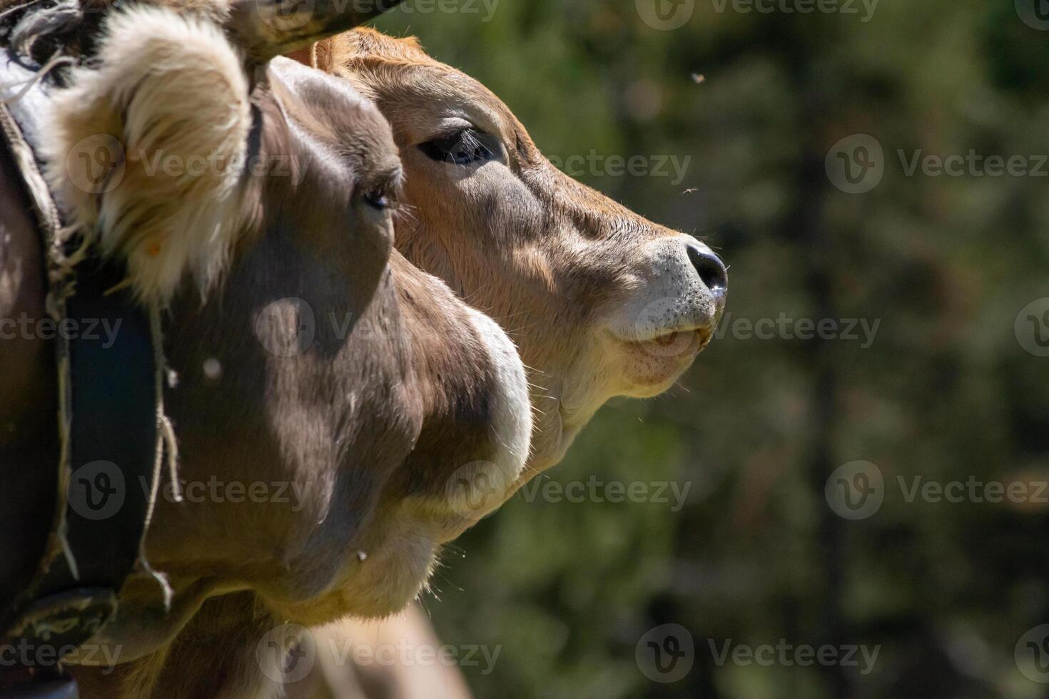 Close-up and detail of two cow heads, caressing each other photo