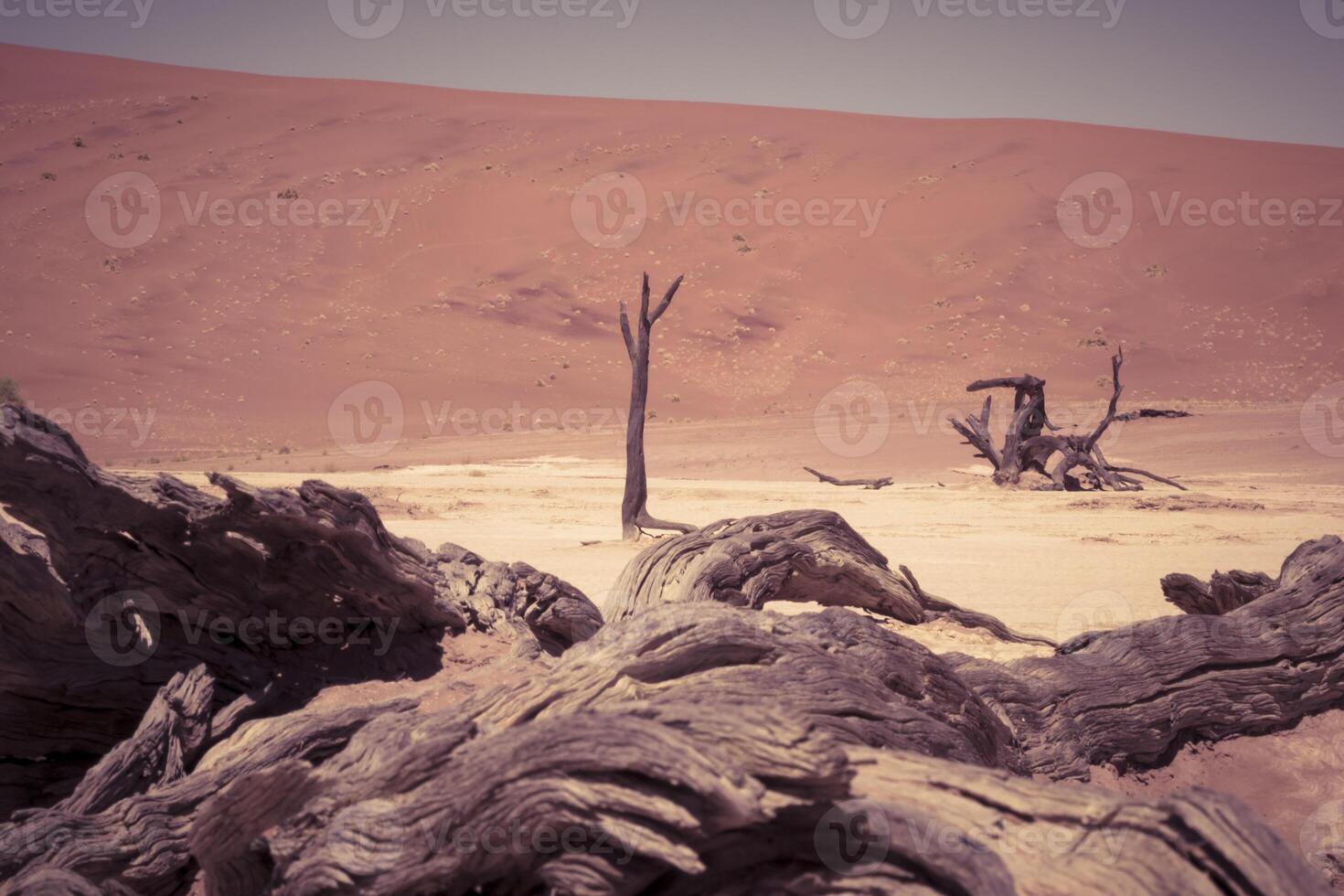 Dead wood of a tree and red sand dune at Deadvlei in Namibia photo