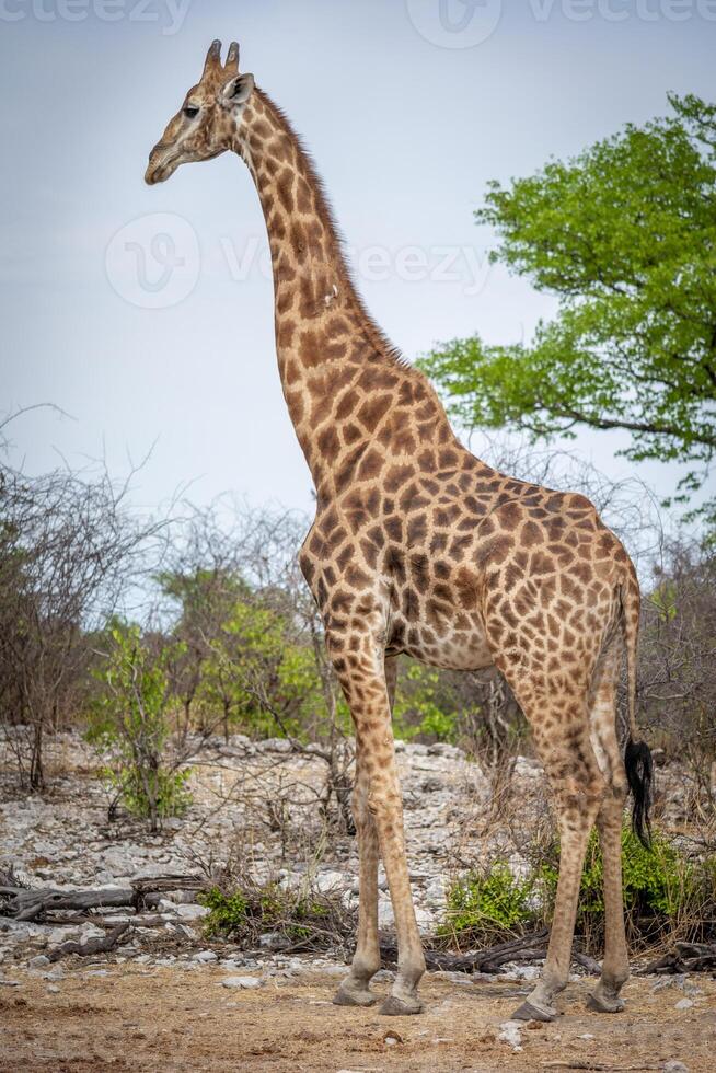Giraffe standing gracefully and with elegance in the wilderness of the african savanna during safari photo