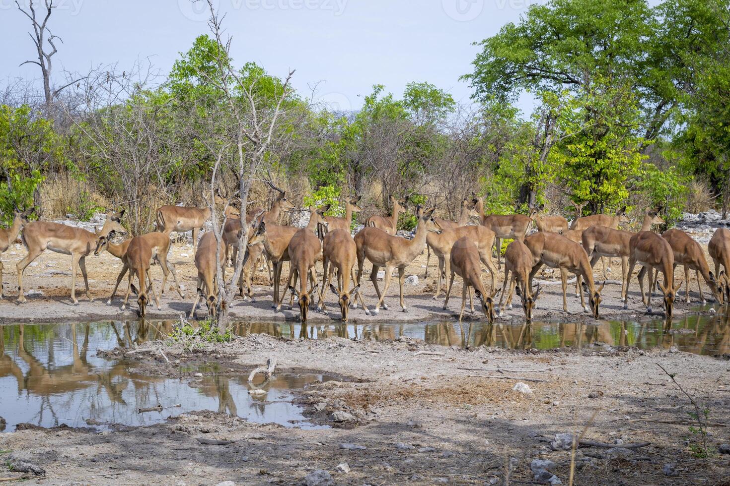 Large herd of antelope springbok game on a water pool, drinking and guarding in Africa photo