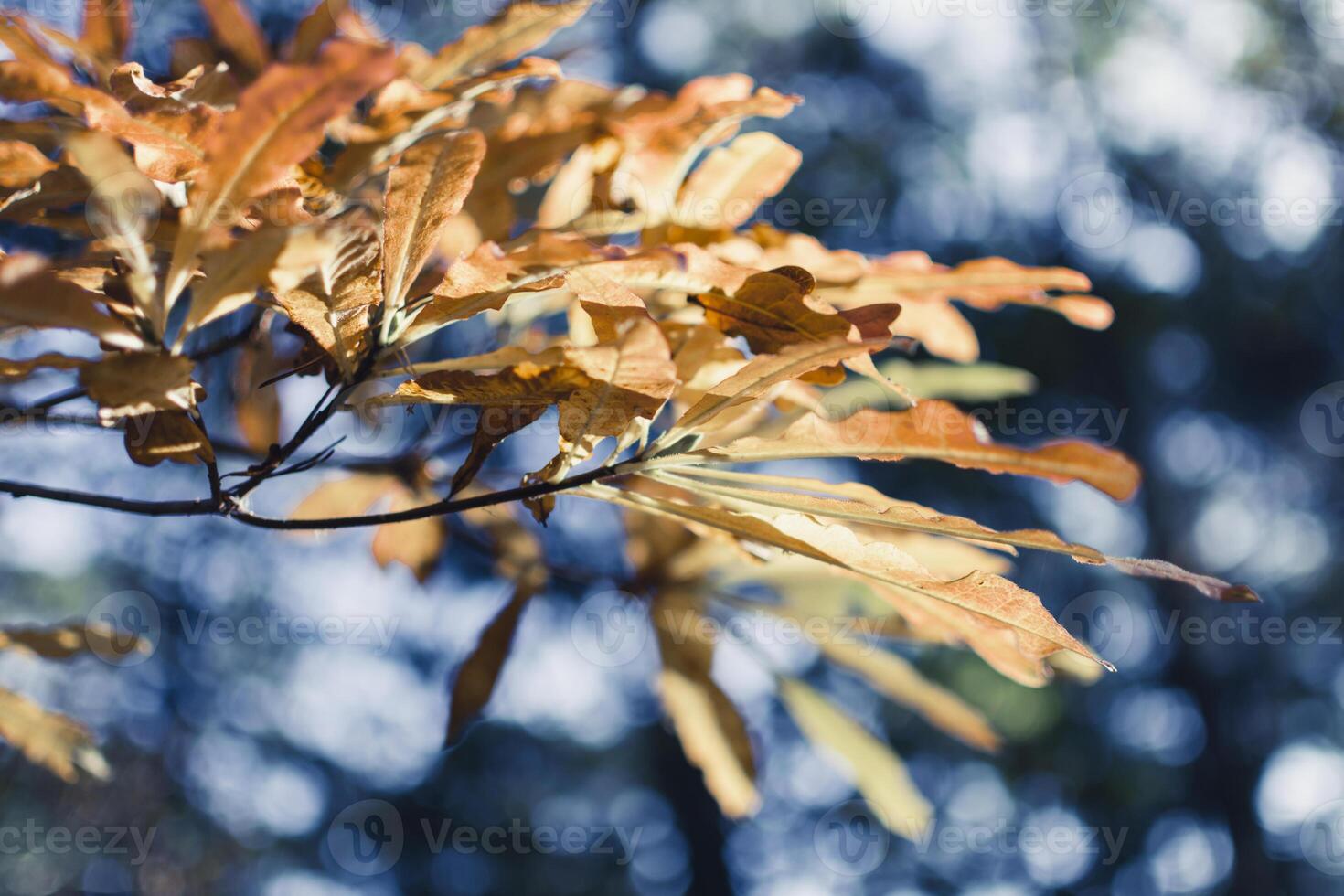 Autumn oak tree branch and leaves with cold blue background photo