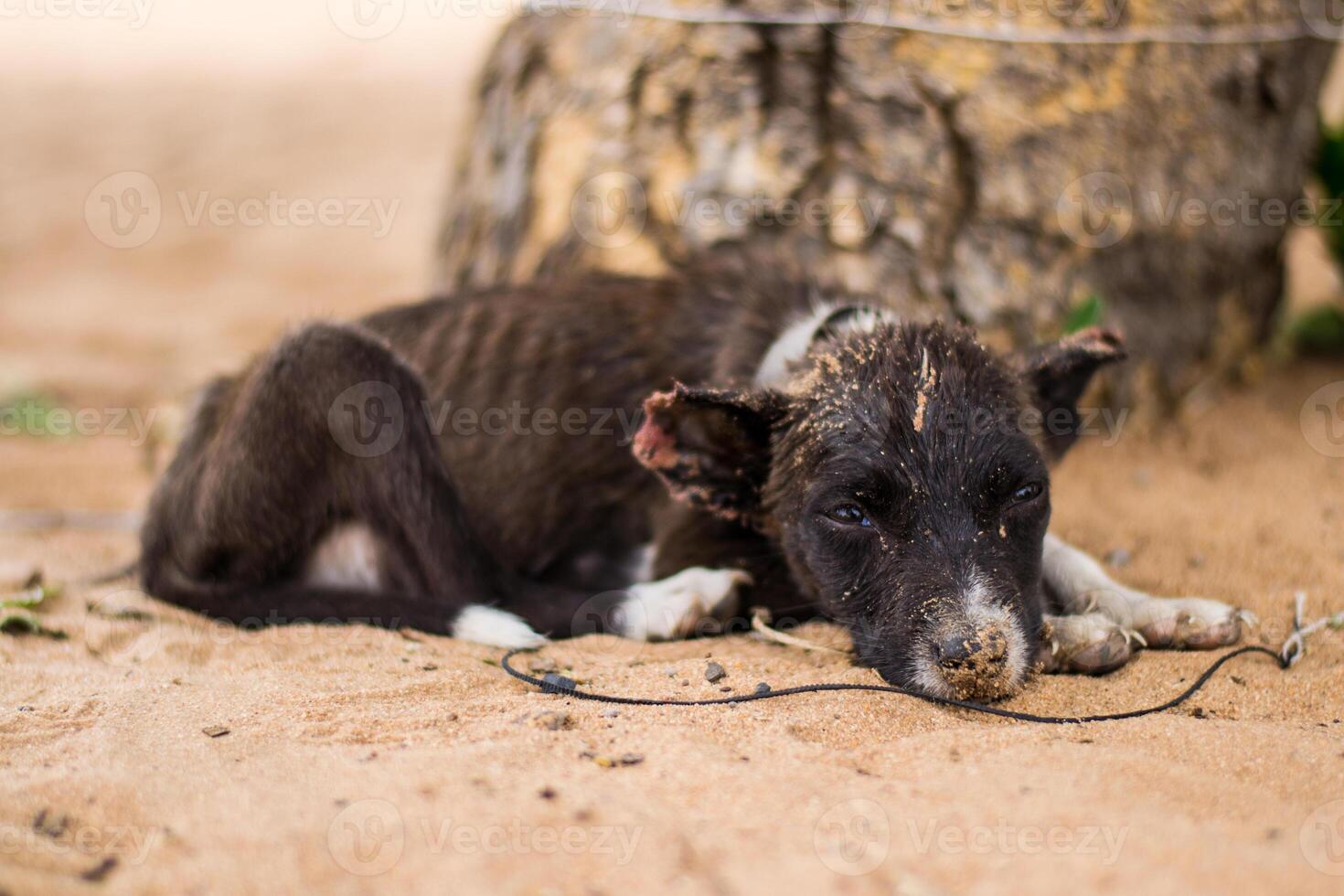 Sad, neglected, mistreated or abused and abandoned puppy dog lying in the sand, on a rope photo