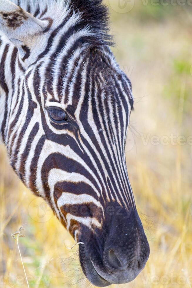 Close-up and portrait of a Zebra head photo