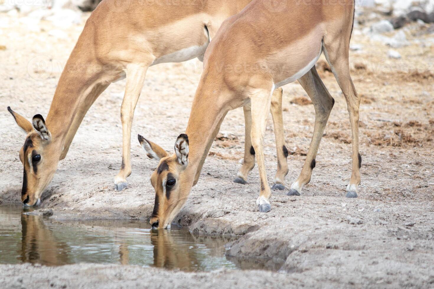 Two impala antelopes drinking water from a waterhole in the African savannah during a safari trip photo