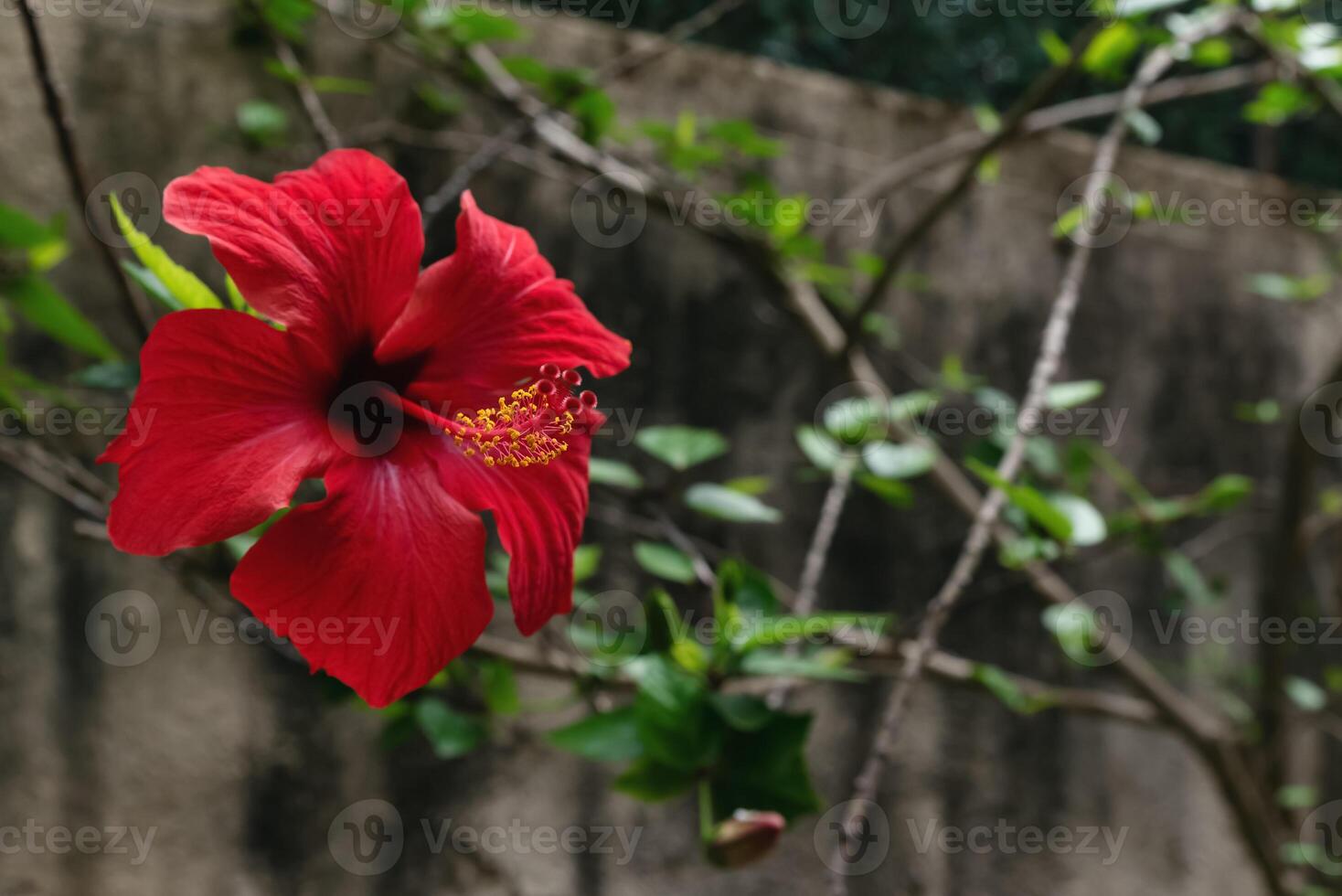 Red hibiscus flower on dark background photo