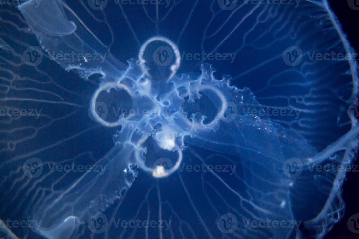 Closeup view, of a jellyfish illuminated against a dark blue background, highlighting its intricate patterns and delicate nature. photo