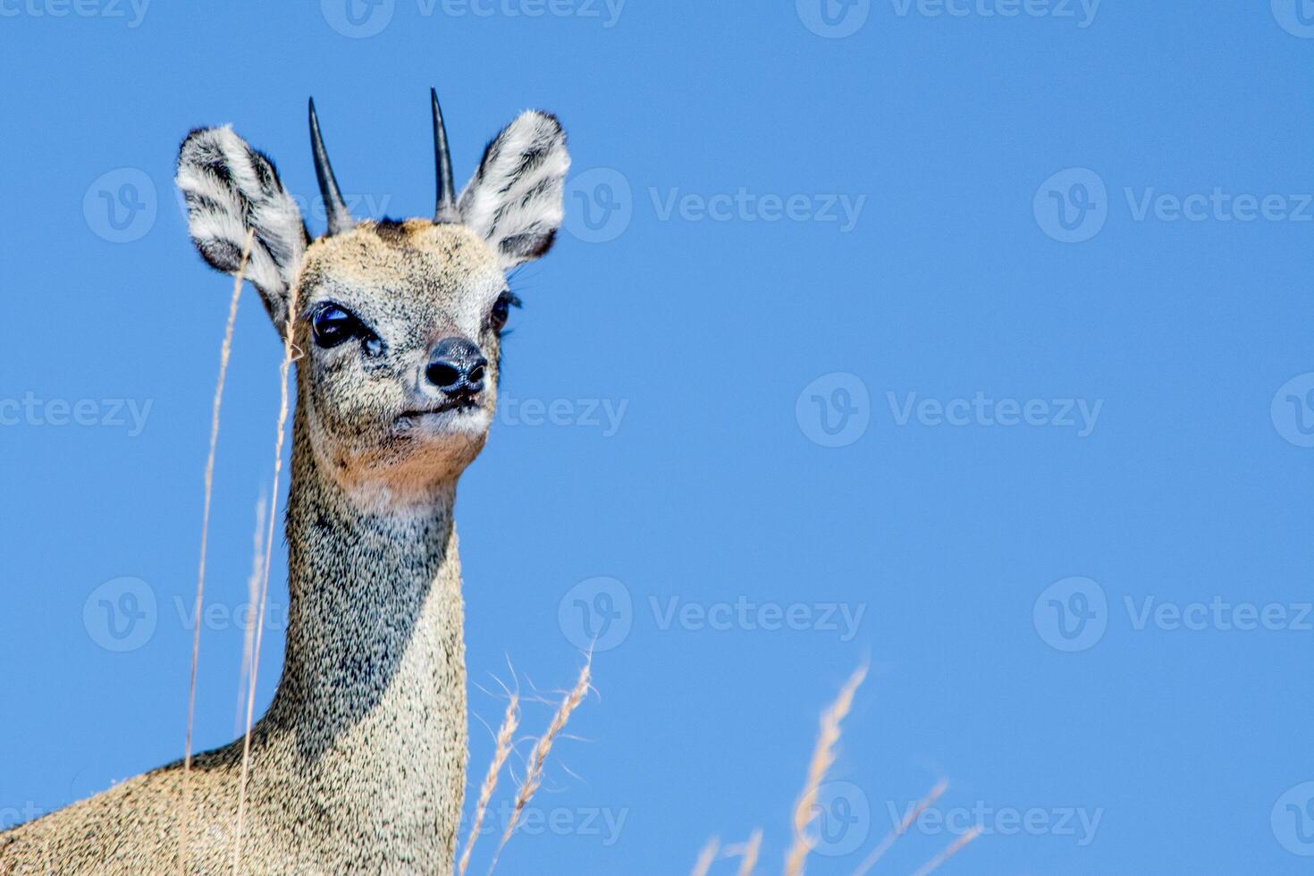 Klipspringer antelope Oreotragus oreotragus on blue sky in the background. Plenty of copy space. photo