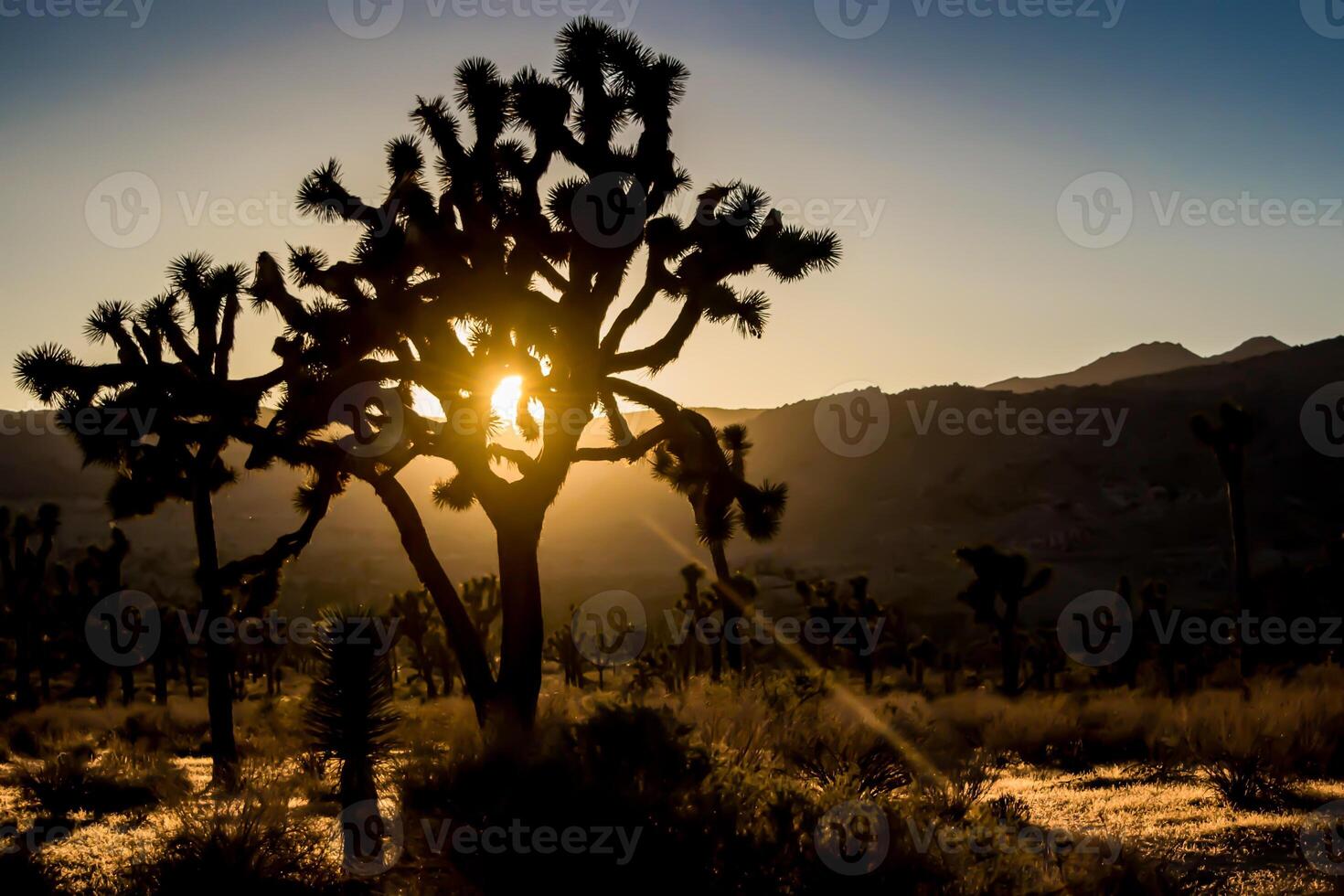 Trees in silhouette during orange sunset, at Joshua Tree National Park, California, USA. photo