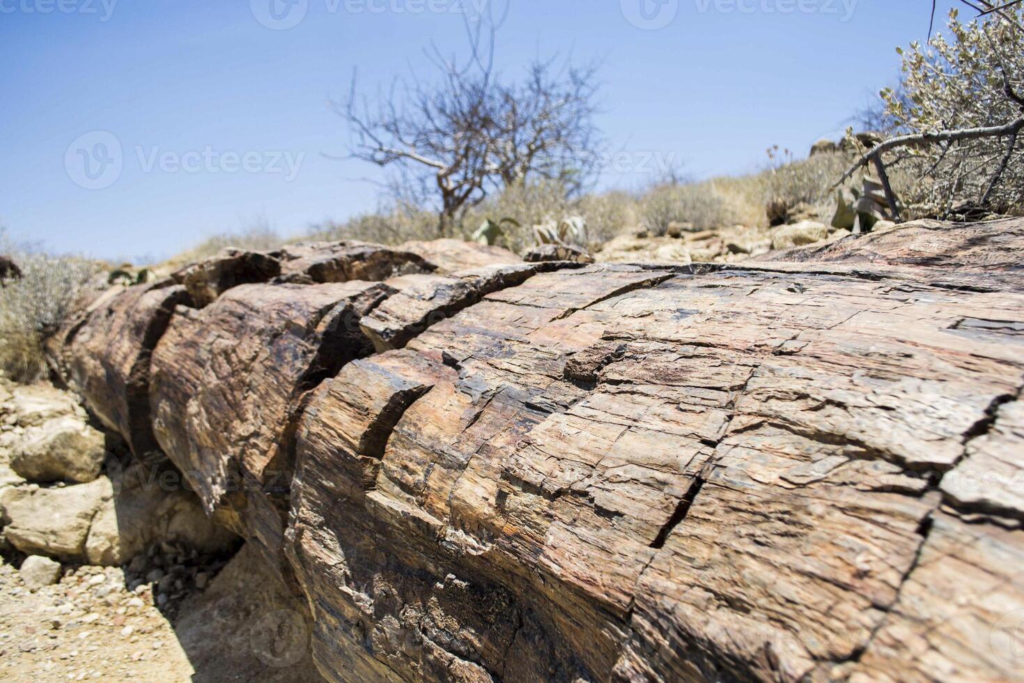 Close-up shot of petrified tree trunk at petrified forest in Namibia photo