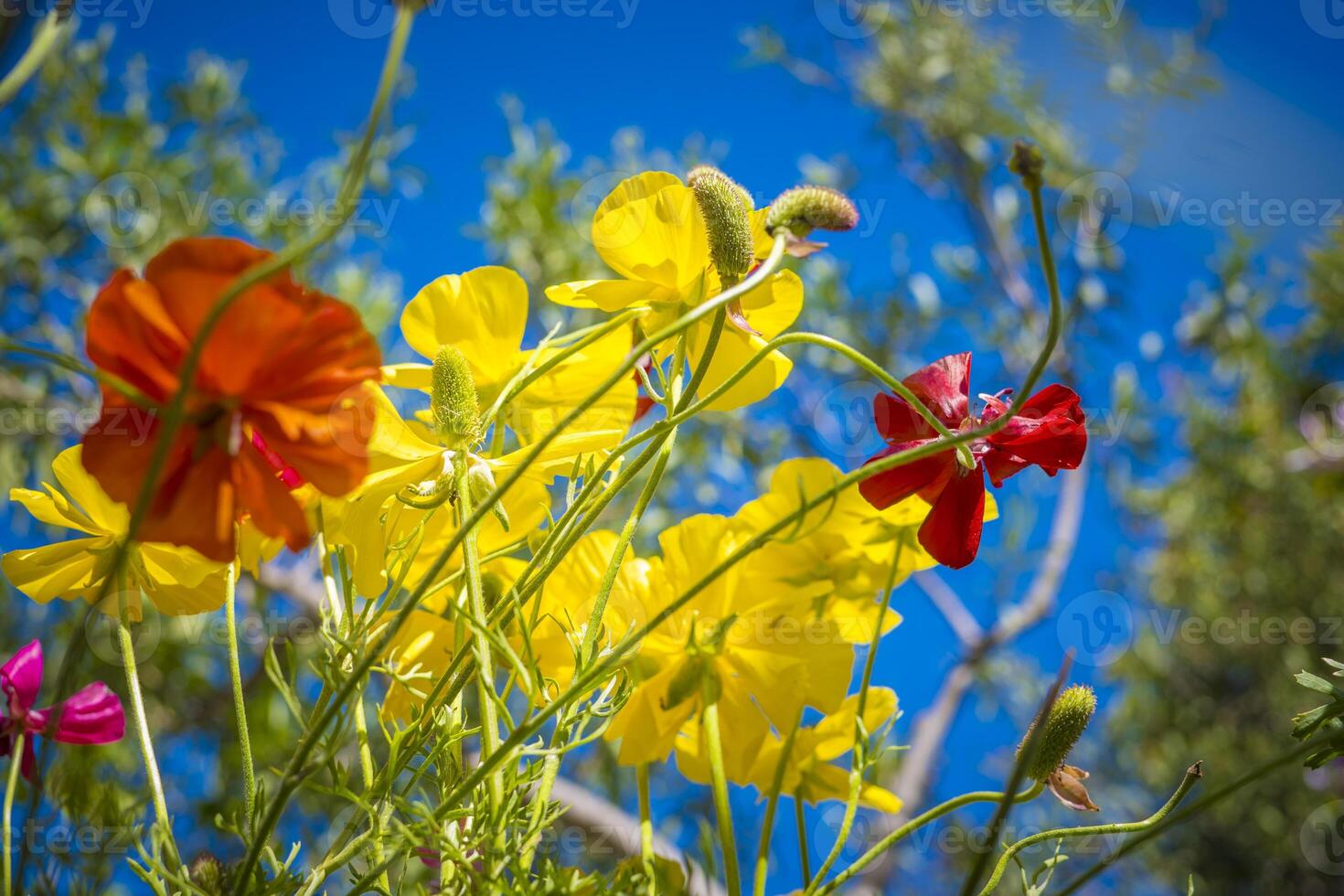 Low angle view of flower field with yellow and red flowers against blue sky photo