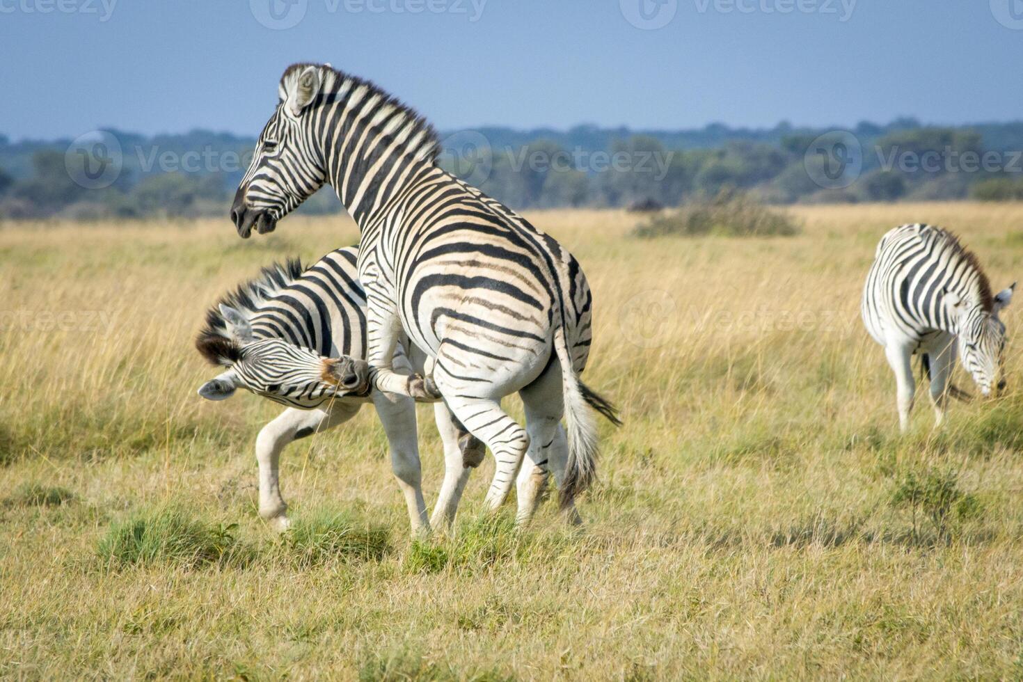 Two playful zebra's in the African savannah photo