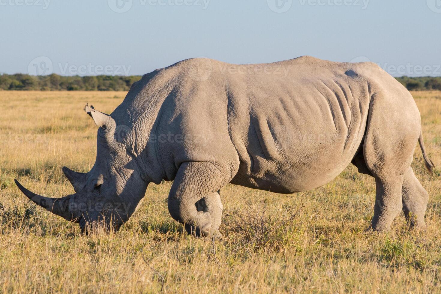 White Rhino rhinoceros standing and grazing at Khama Rhino Sanctuary, Botswana, full length and side view photo