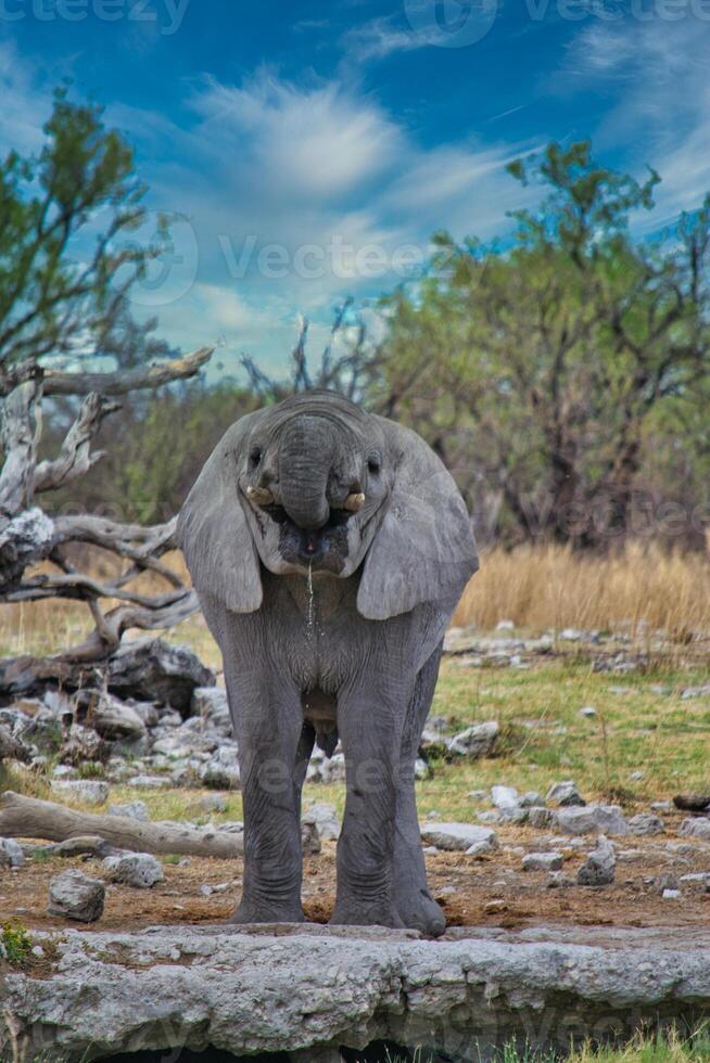 Front view of young and juvenile African elephant drinking from a waterhole photo