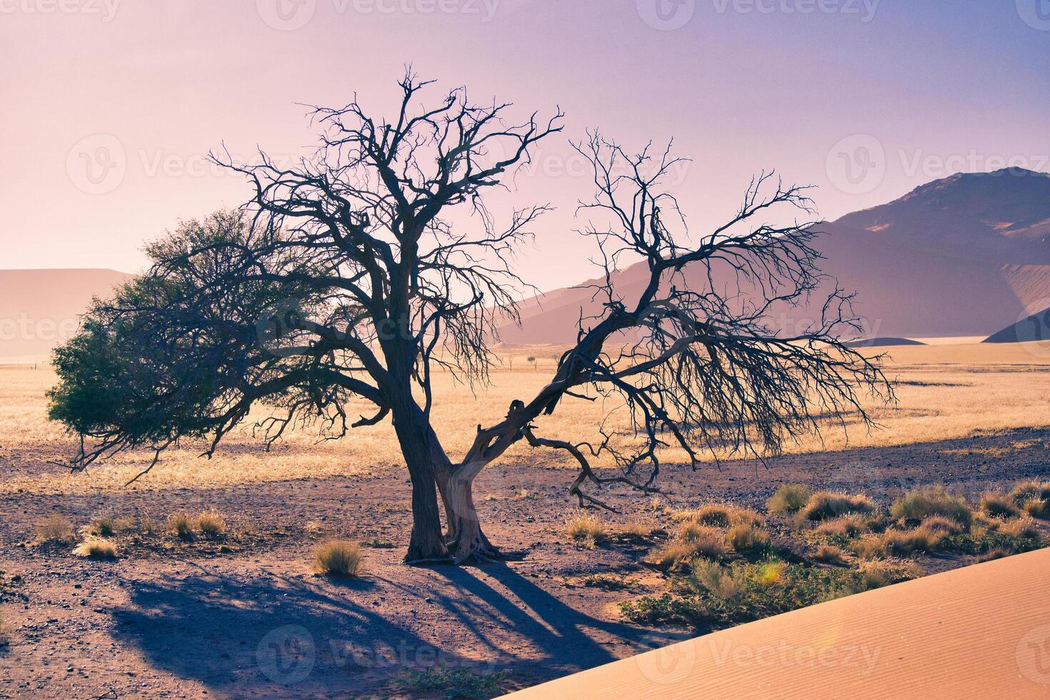 Horizontal shot of dying tree in the desert of Sossusvlei, Namibia, dramatic light during golden hour photo