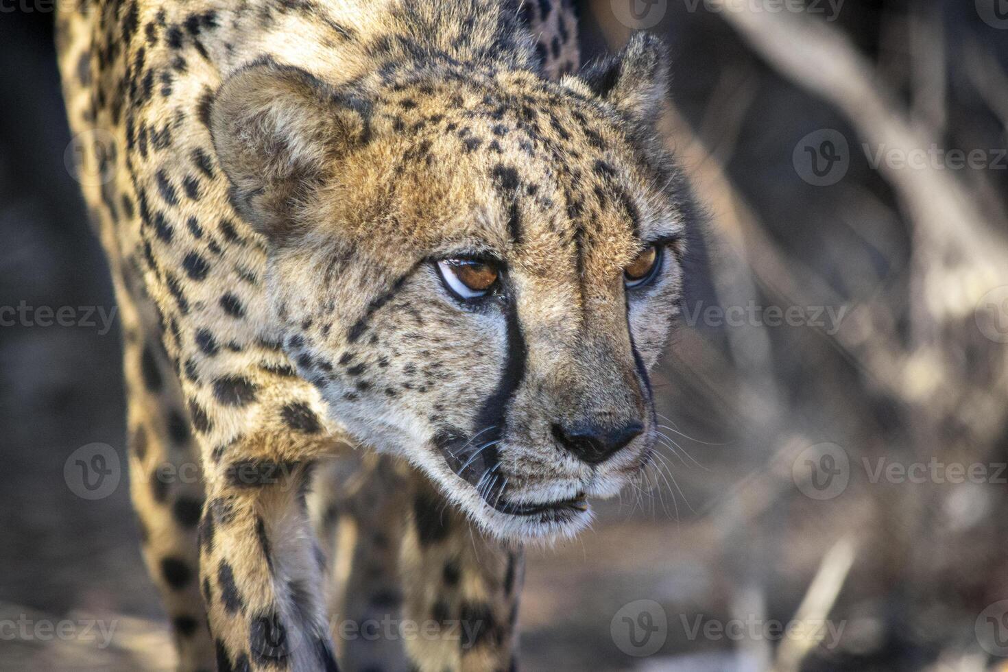 Alerted and on guard cheetah carefully sneaking through the bush hunting for prey photo