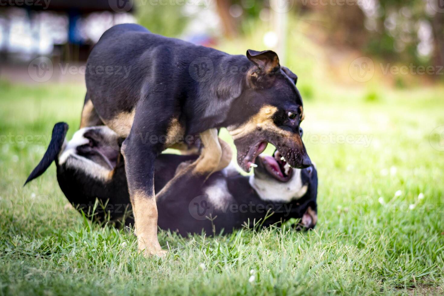 Two playful Beauceron dogs playing in the grass, on on top of the other photo