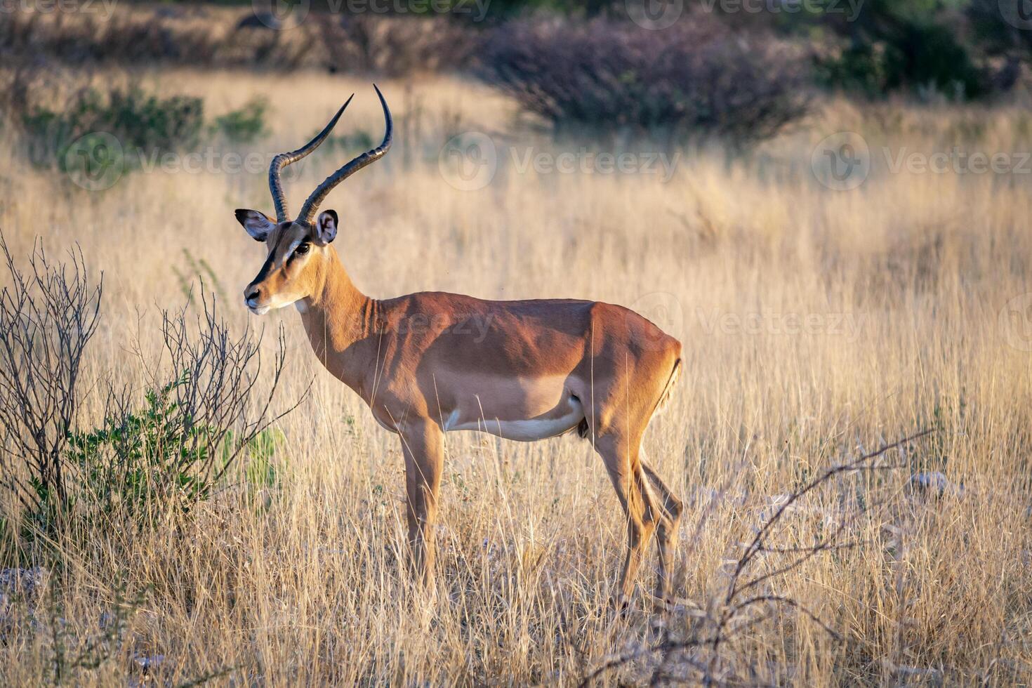 Impala antelope isolated in the African savannah of Etosha national park Namibia during a safari photo