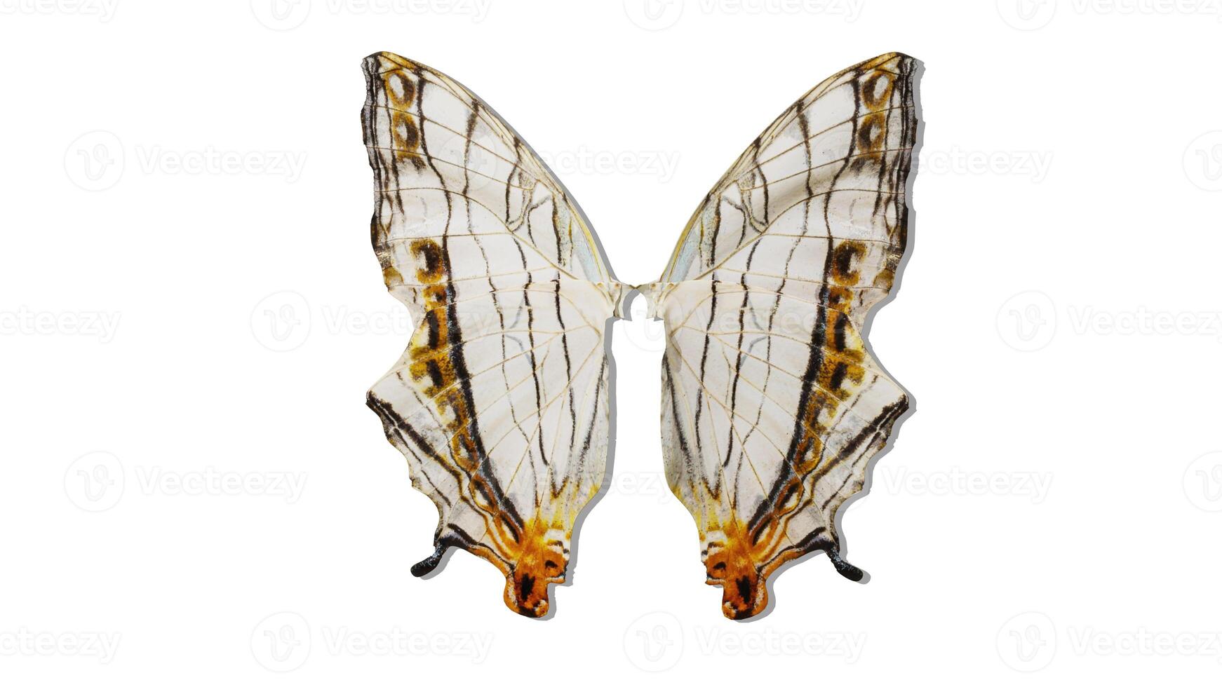butterfly wings isolated photo