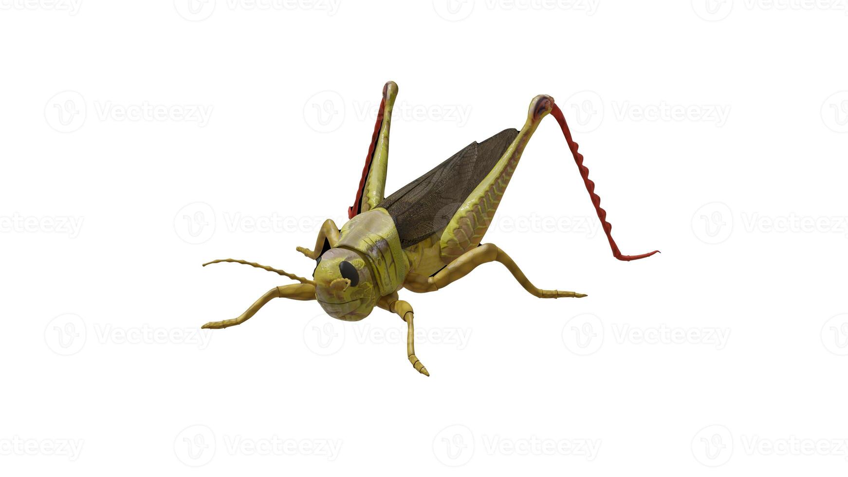 Green Grasshopper isolated in white photo