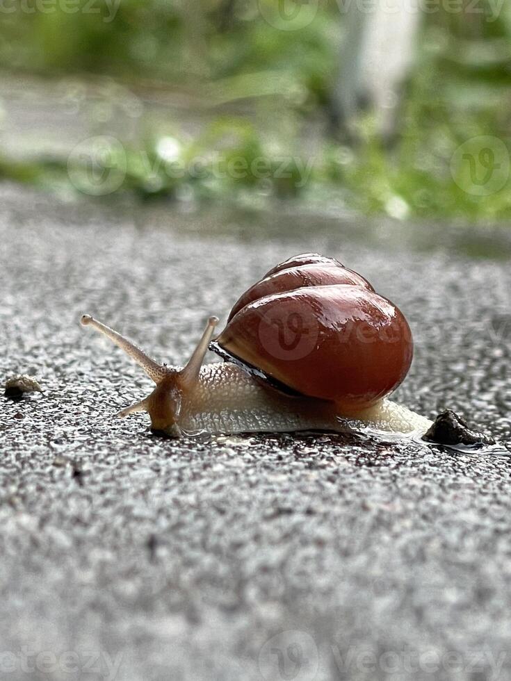 Macro Snail Shell Photo Background. Nature Garden Wildlife Closeup. Cute Brown Roman Snail House Farm Decor. Organic Helix Pomatia Escargot. High quality photo