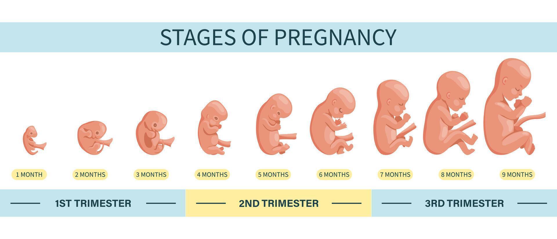 Embryo in the womb, set. Development and growth of the fetus at different stages of pregnancy, monthly period. Illustration vector
