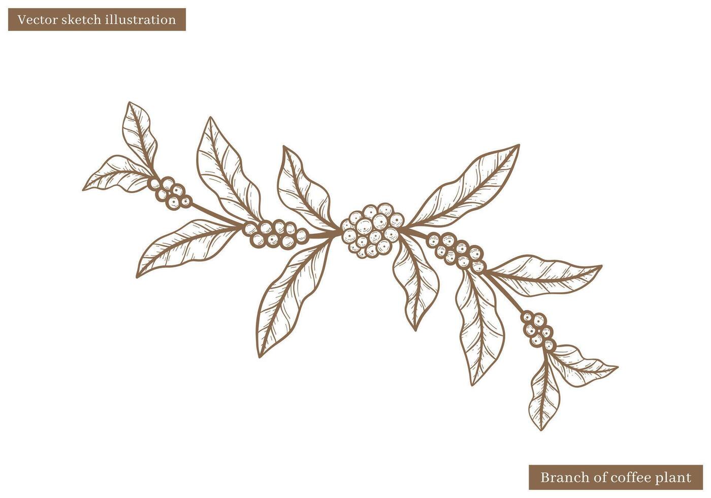 coffee plant leaves sketch with coffee fruit seed in hand drawn illustration vector