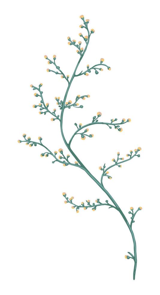 Abstract wild plant. Colored field plant drawing. Hand drawn illustration. Botanical clipart isolated on white. Gentle single element for design, postcard, print, decoration, sticker, scrapbook vector