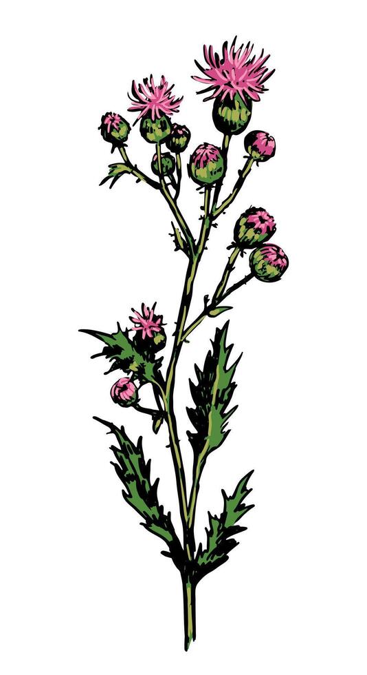 Wild plant thistle sketch of weed. Hand drawn illustration of herb. Botanical clipart isolated on white background. vector