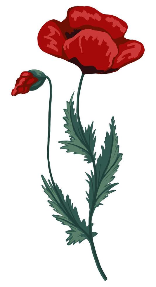 Poppy flower, field plant. Colored wildflower drawing. Hand drawn illustration. Botanical clipart isolated on white. Gentle single element for design, card, print, decor, typography, sticker. vector