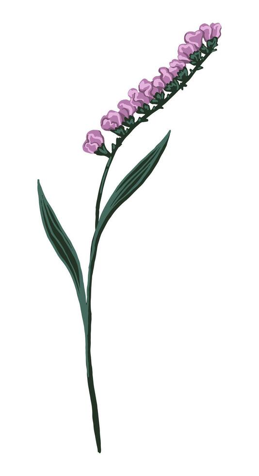 Abstract wild flower. Colored field plant drawing. Hand drawn illustration. Botanical clipart isolated on white. Single element for design, postcard, print, decoration, sticker, typography, wrap. vector