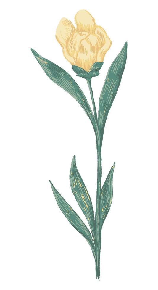 Peony Claire de Lune plant. Colored wildflower drawing. Hand drawn illustration. Botanical clipart isolated on white. Gentle single element for design, card, print, decor, typography, sticker. vector