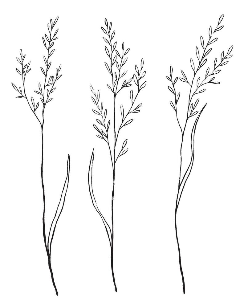 Vintage collection hand drawn illustration. Set of sketches wild plants. isolated on white. Abstract botanical decorative elements for design vector