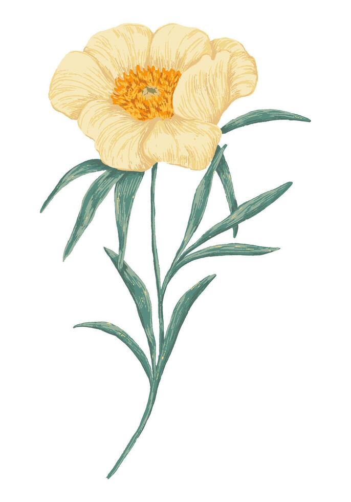 Peony Claire de Lune plant. Colored wildflower drawing. Hand drawn illustration. Botanical clipart isolated on white. Gentle single element for design, card, print, decor, typography, sticker. vector