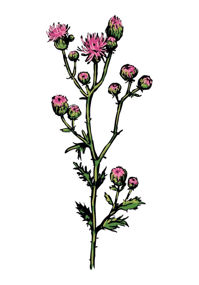 Wild plant thistle sketch of weed. Hand drawn illustration of herb. Botanical clipart isolated on white background. vector