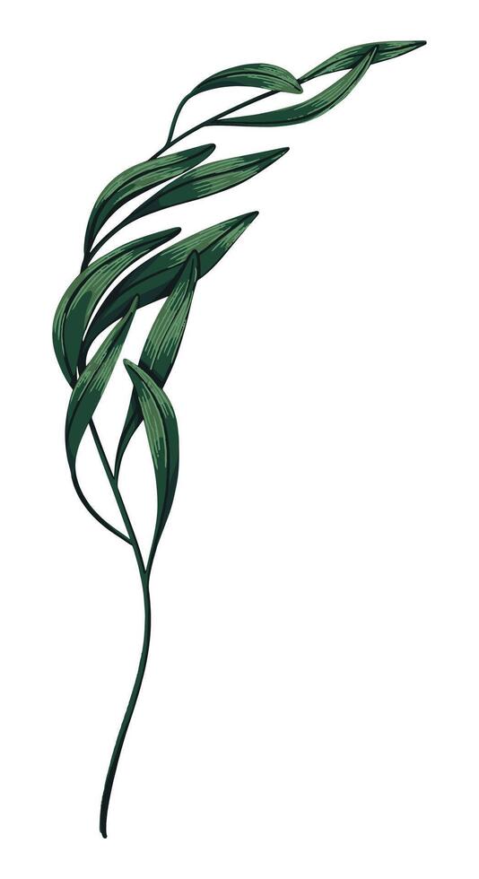 Green tropical tree branch. Hand drawn illustration. Colored realistic drawing of exotic plant leaves isolated on white. Single botanical clip art for design print, decor, wrap, card, sticker. vector
